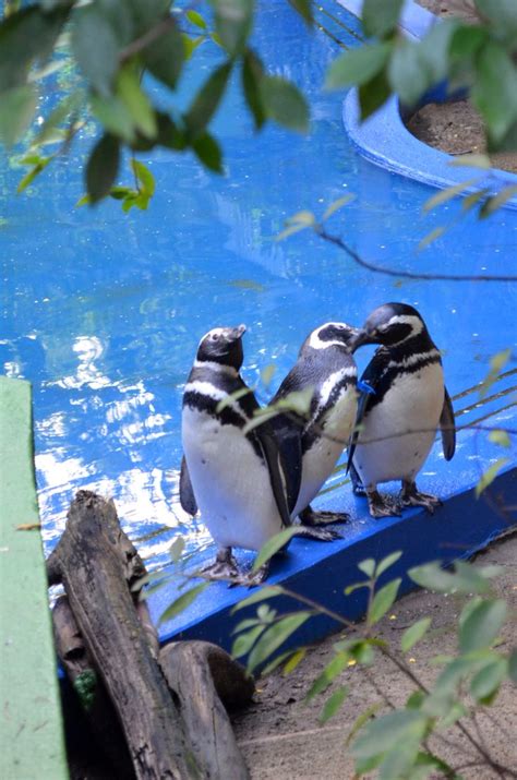 Sorria E Acene Animais Natureza