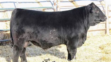 Pin By Jim Durham On Australian 1 Cattle Breeds Hereford Cattle