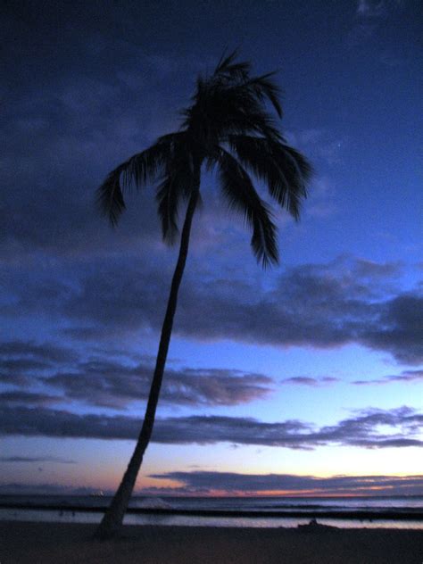 Palm Tree On Waikiki Beach Sunset Over Waikiki Beach Octo Flickr