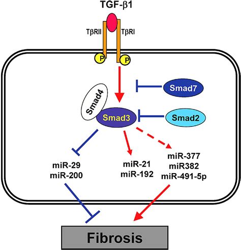 Tgf Smad Signaling In Kidney Disease Seminars In Nephrology