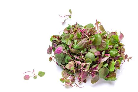 Premium Photo Baby Red Amaranth Greens On White Background With Copyspace