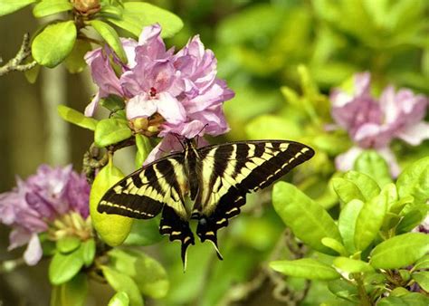 Landscaping For Wildlife With Native Plants Nc State Extension