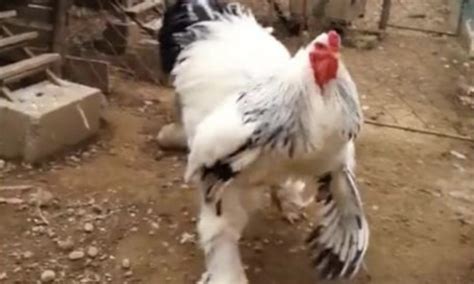 How Big Is The Giant Chicken? This Monster Bird Is An Internet Phenomenon