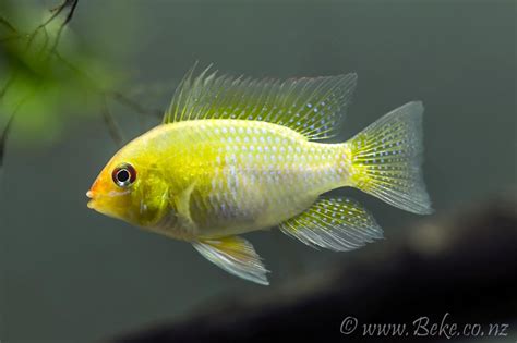 Mikrogeophagus ramirezi | Akvaristika i teraristika