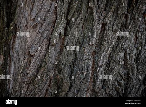 tree bark texture tree detail texture stock photo alamy