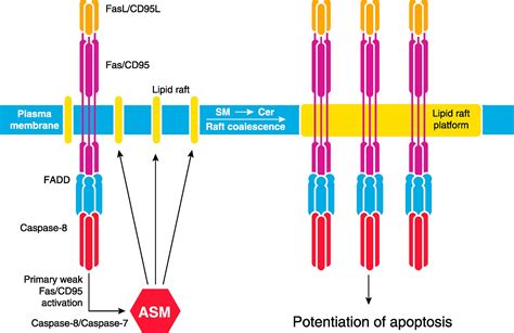 Lipid Raftmediated Fas Cd Apoptotic Signaling In Leukemic Cells And