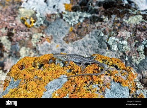 ophisops elegans snake eyed lizard levsos stock photo alamy