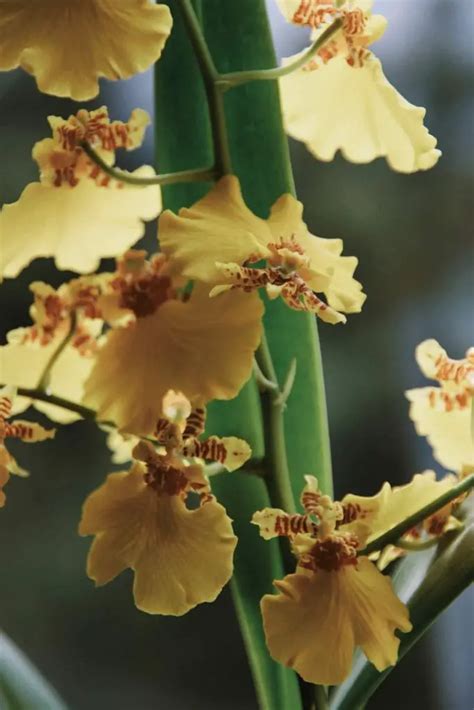 Orchid Anatomy And Terminology Orchideria