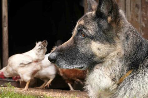Can A Dog Be Trained Not To Kill Chickens