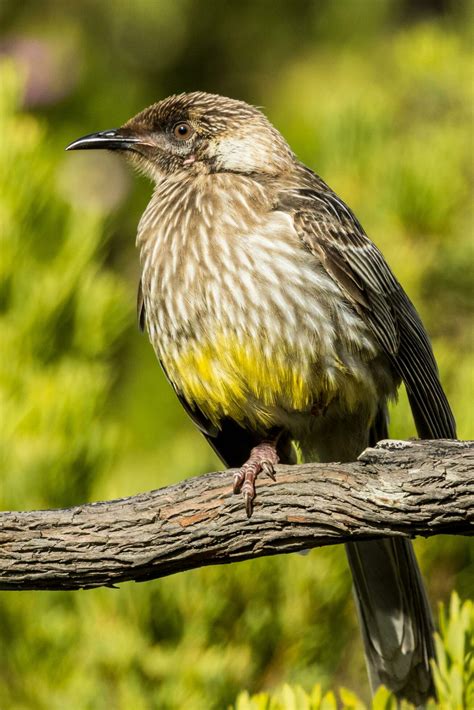 Red Wattlebird In Australia 25929043 Stock Photo At Vecteezy