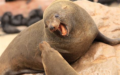 Angry Seal Stock Photo Image Of Seal Angry Teeth Biting 18236142