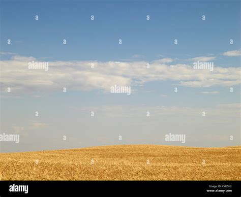 Wheat Field Ready For Harvest Pincher Creek Alberta Canada Stock