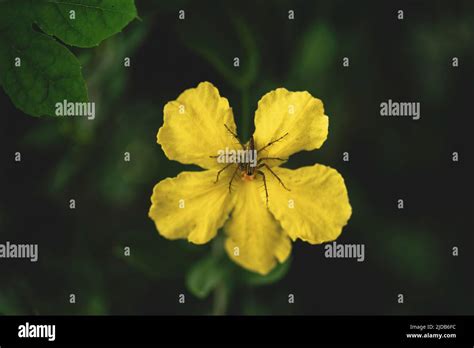 Spiders On Flowers Stock Photo Alamy