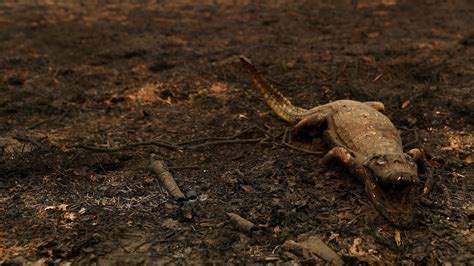 Pantanal Em Chamas Fotos Que Retratam A Trag Dia Ambiental A Gazeta