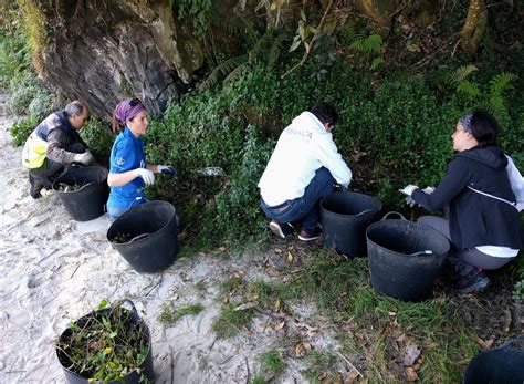 Los Voluntarios De Abanca Limpian La Playa De Abelleira De Especies