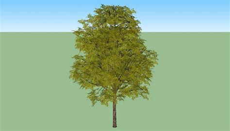 894 Tree Sketchup Model 20 File Free Download Sketchup Model Model ...