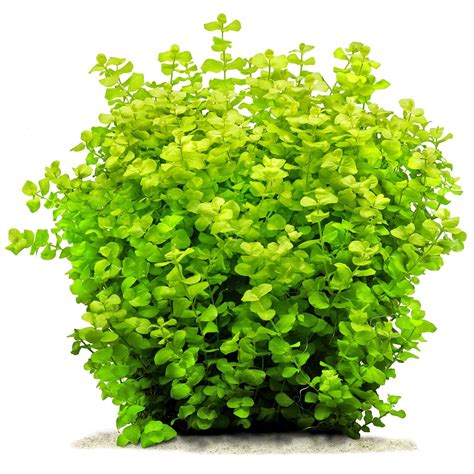 Lysimachia nummularia 'Aurea' | Aquasabi - Aquascaping Shop