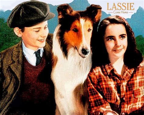 Lassie 1994 Wallpapers Wallpaper Cave