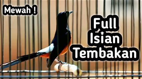 MURAI BATU GACOR FULL ISIAN TEMBAKAN MEWAH MASTERAN MURAI BATU LOMBA