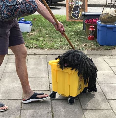 Dog That Looks Like A Mop Gets The Perfect Halloween Costume Boing Boing