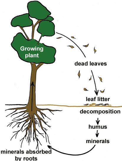 Soil Organic Matters Plantlet