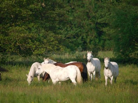 Herd Of Ponies Stock Photo Image Of Mountain Freedom 218423162