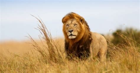 Lion vs Crocodile: Who Would Win in a Fight? - A-Z Animals