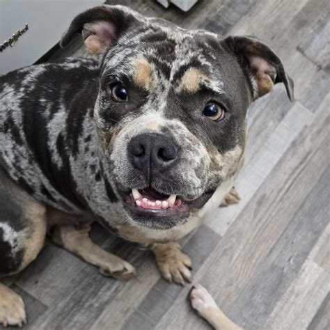 Montana - Adoptable Pet | Petfinder | Petfinder