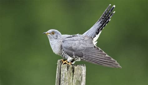 cuckoo how to pronounce