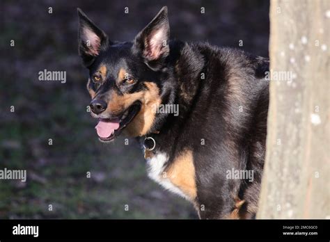 Kelpie Border Collie Cross Stock Photo Alamy