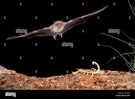 Lesser Long Nosed Bat Leptonycteris Yerbabuenae Approaching Scorpion
