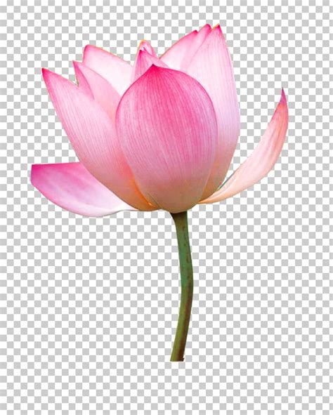 Nelumbo Nucifera Tea Paper Flower Png Clipart Aquatic Plant