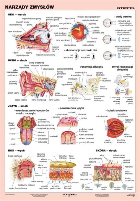 Narz Dy Zmys W Wydawnictwo Edulex