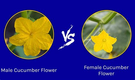 Male vs Female Cucumber Flowers: What's the Difference? - A-Z Animals