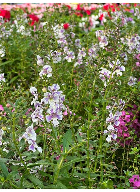 Angelonia | Liberty Landscape Supply