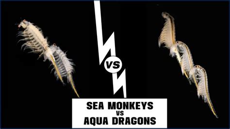 Sea Monkeys Vs Aqua Dragons Epic Battle