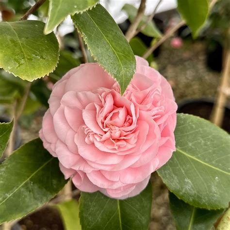 Camellia japonica ‘Debutante’ | Piedmont Carolina Nursery
