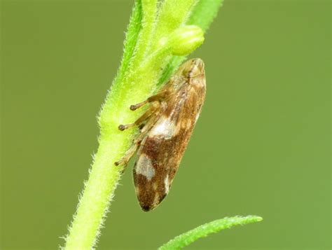 Meadow Spittlebug Project Noah