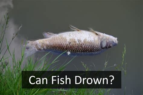 Can Fish Drown? | An Intriguing Quest! (How to Prevent?) – FishAPerk