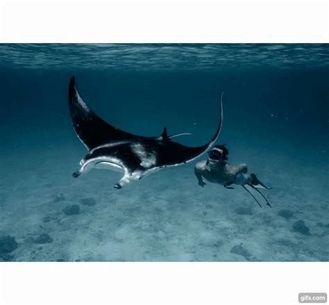 Manta Snorkeling In Maldives Animated