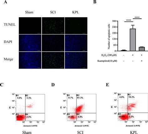 Kaempferol Protects Against Apoptosis In PC12 Cells Exposed To Hydrogen