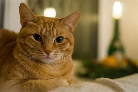 Мой кот - колбаскин - LES