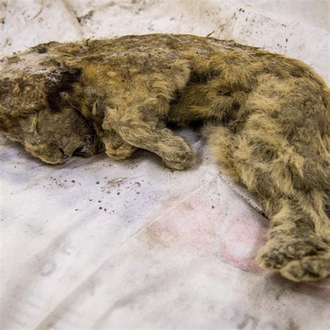 Ice Age Cave Lion Cubs Found Perfectly Preserved Deep in Siberan Arctic ...