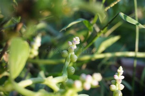 Espinafres Malabares Ou Flores De Basella Alba Foto De Stock Imagem