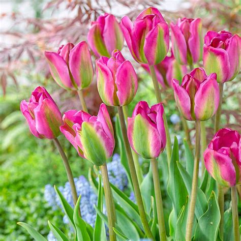 🌷Есть свершено особая группа тюльпанов Viridiflora (виридифлора ...