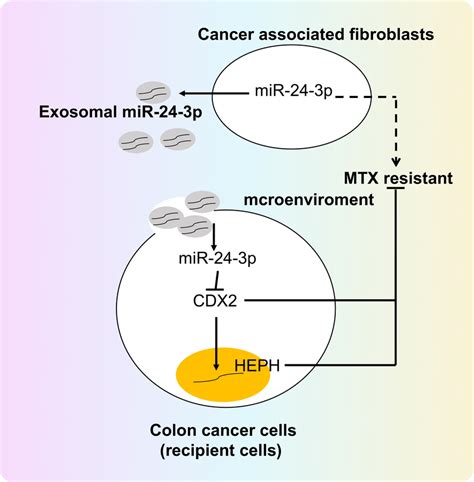 Schematic Representation Of Function Of Cafderived Exosomal Mir P