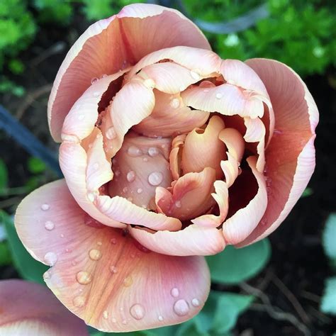 Тюльпан Ла Бель Эпок Фото — Mixyfotos.ru