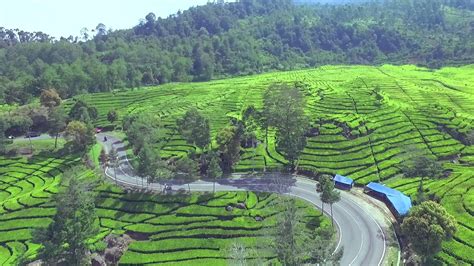 Kebun Teh Di Jawa Barat Yang Cocok Untuk Bersantai Teropong Media