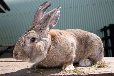 Giant Rabbit Dies On United Airlines Flight Before Reaching Full Poten