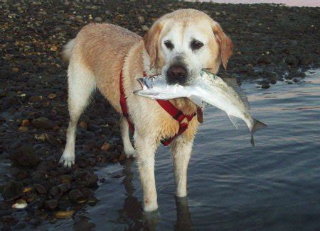 Собаки для рыбалки